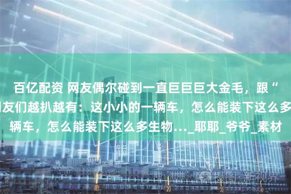 百亿配资 网友偶尔碰到一直巨巨巨大金毛，跟“金猪”有的一拼了，网友们越扒越有：这小小的一辆车，怎么能装下这么多生物…_耶耶_爷爷_素材